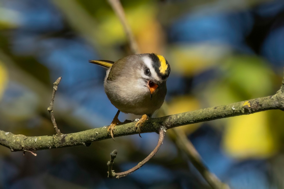 Golden-crowned Kinglet - ML611335519