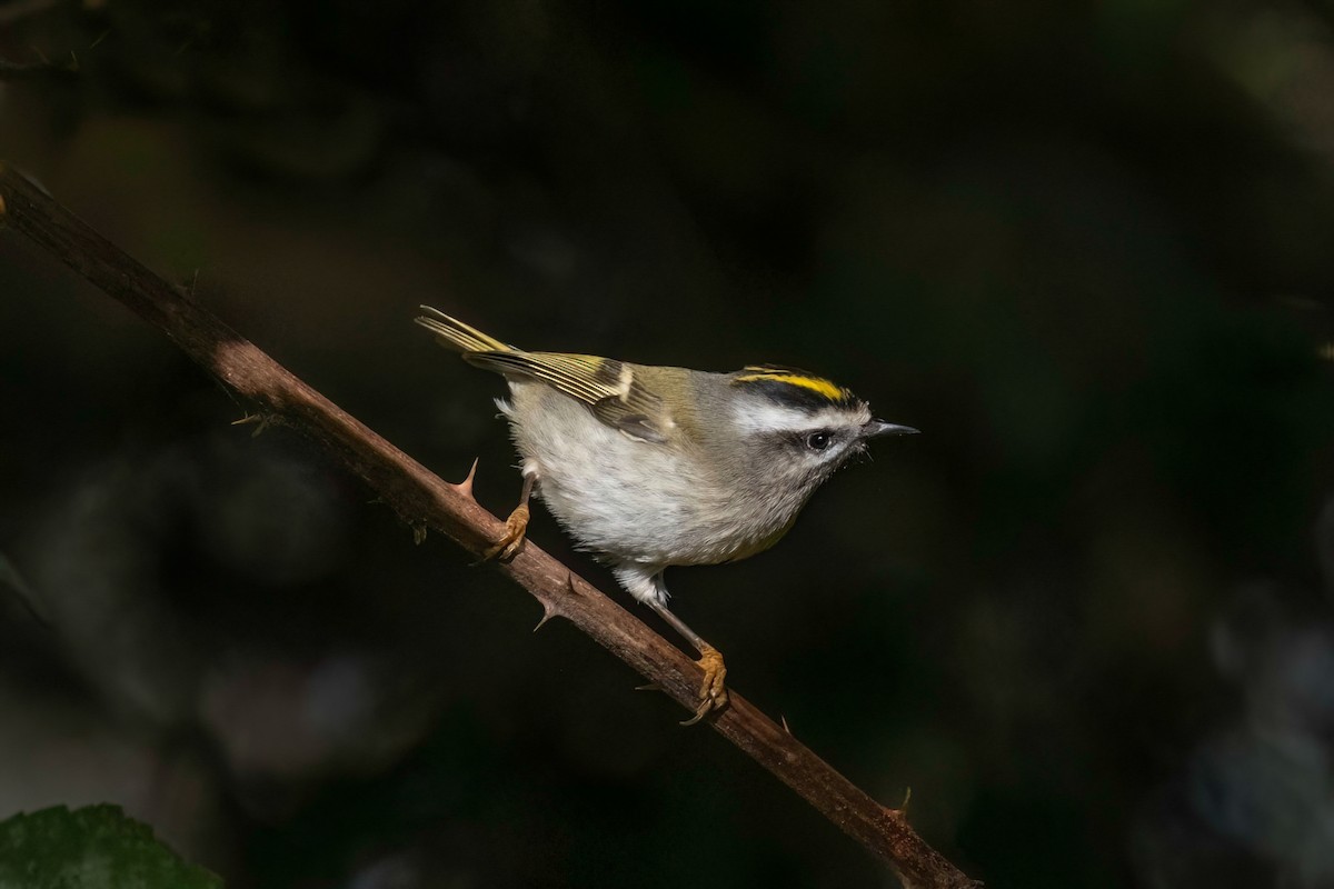 Golden-crowned Kinglet - Neil Bjorklund