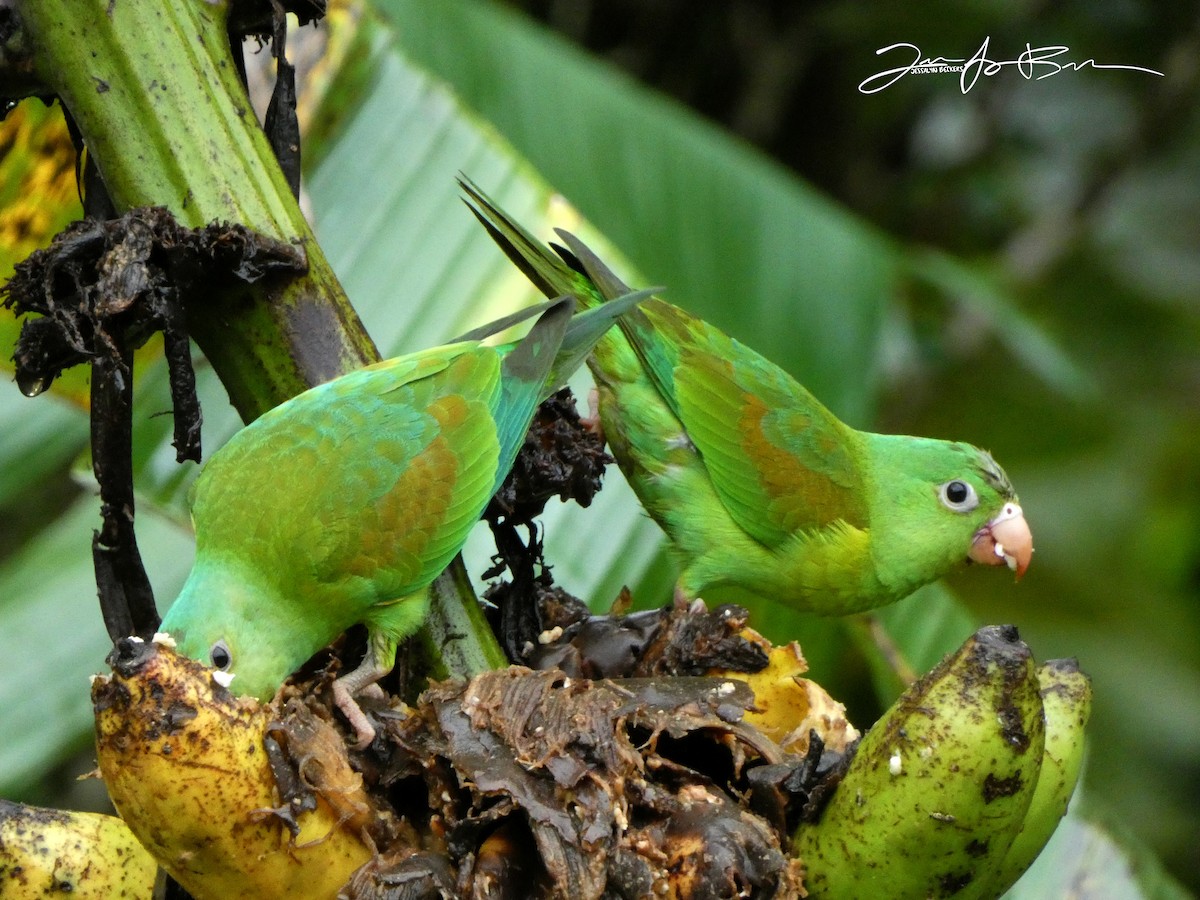 Orange-chinned Parakeet - ML611335529