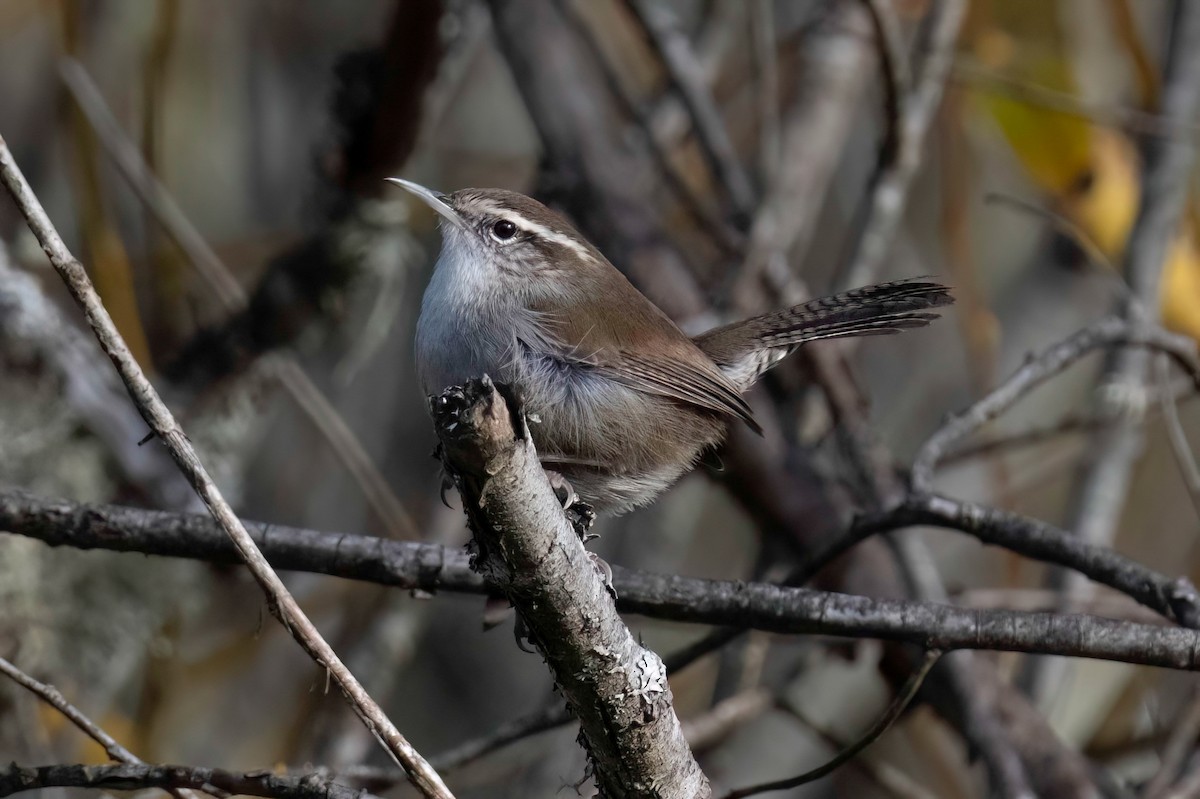 Bewick's Wren - ML611335533