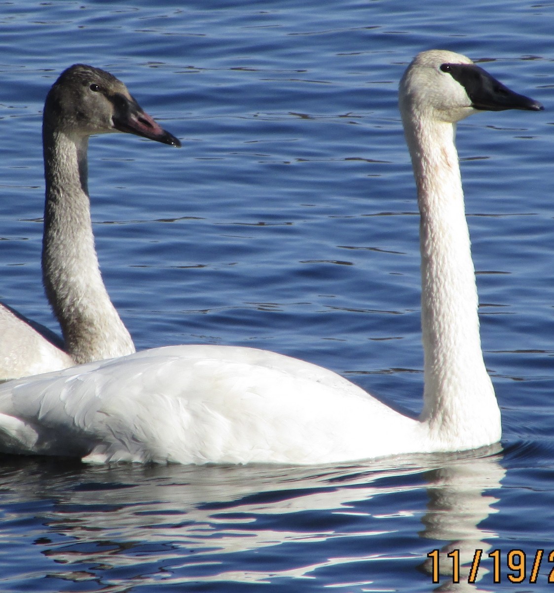 Trumpeter Swan - ML611335590