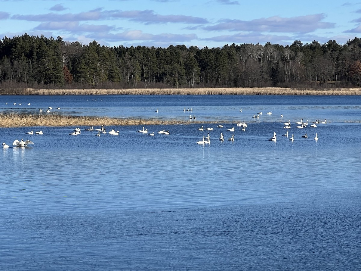 Trumpeter Swan - William Roth