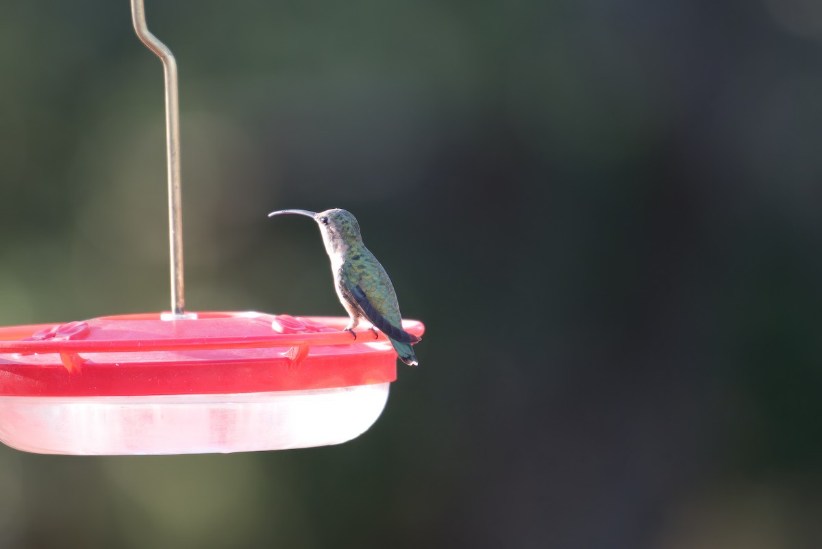 Lucifer Hummingbird - Kraig Cawley