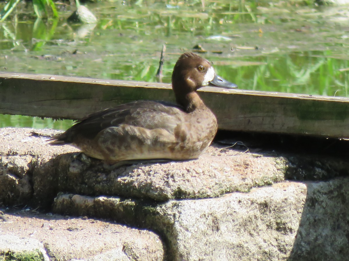 Lesser Scaup - Paul Stufkens