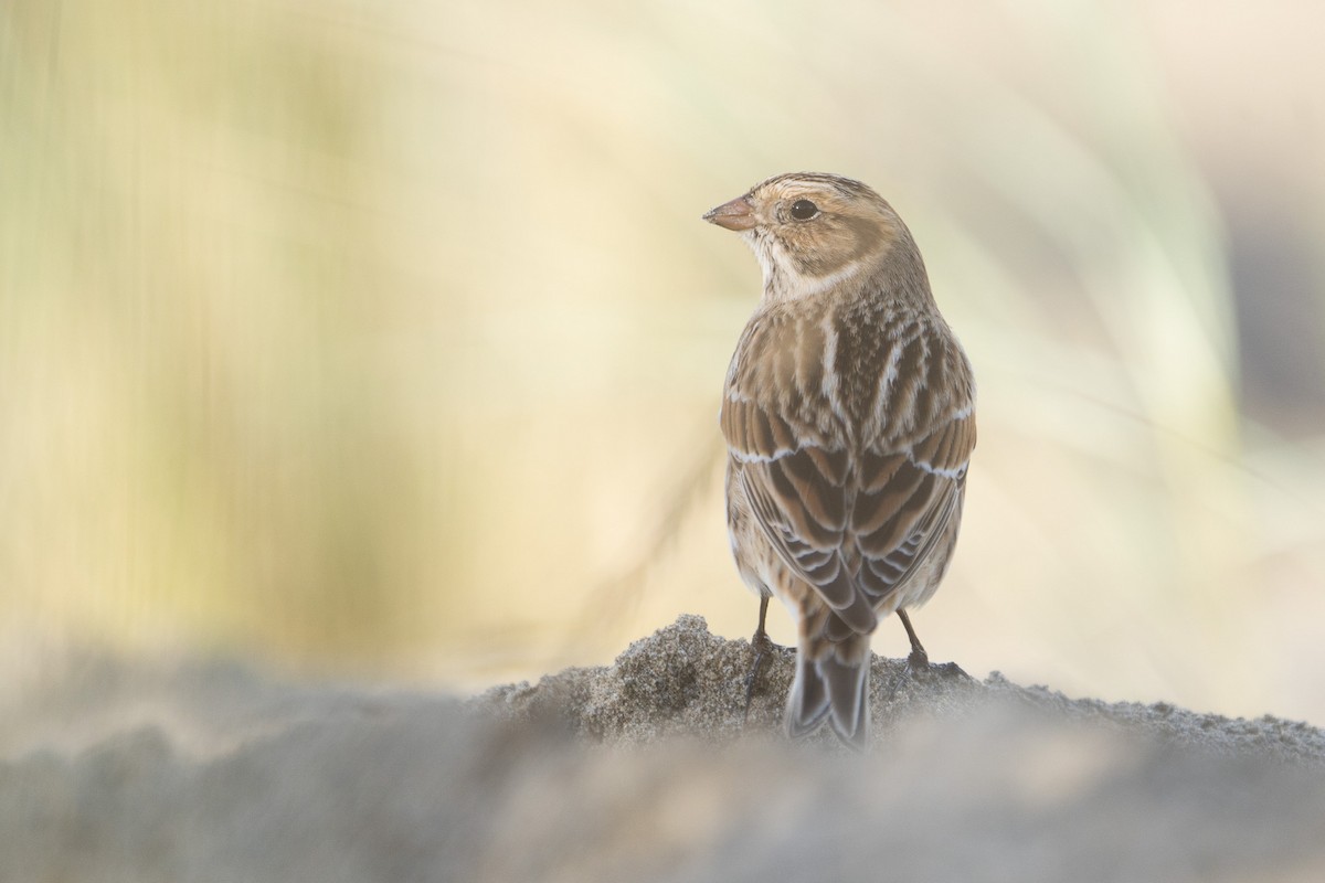 Lapland Longspur - ML611335824