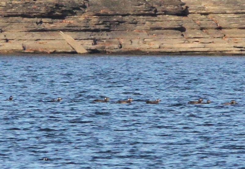 White-winged Scoter - Brainard Palmer-Ball