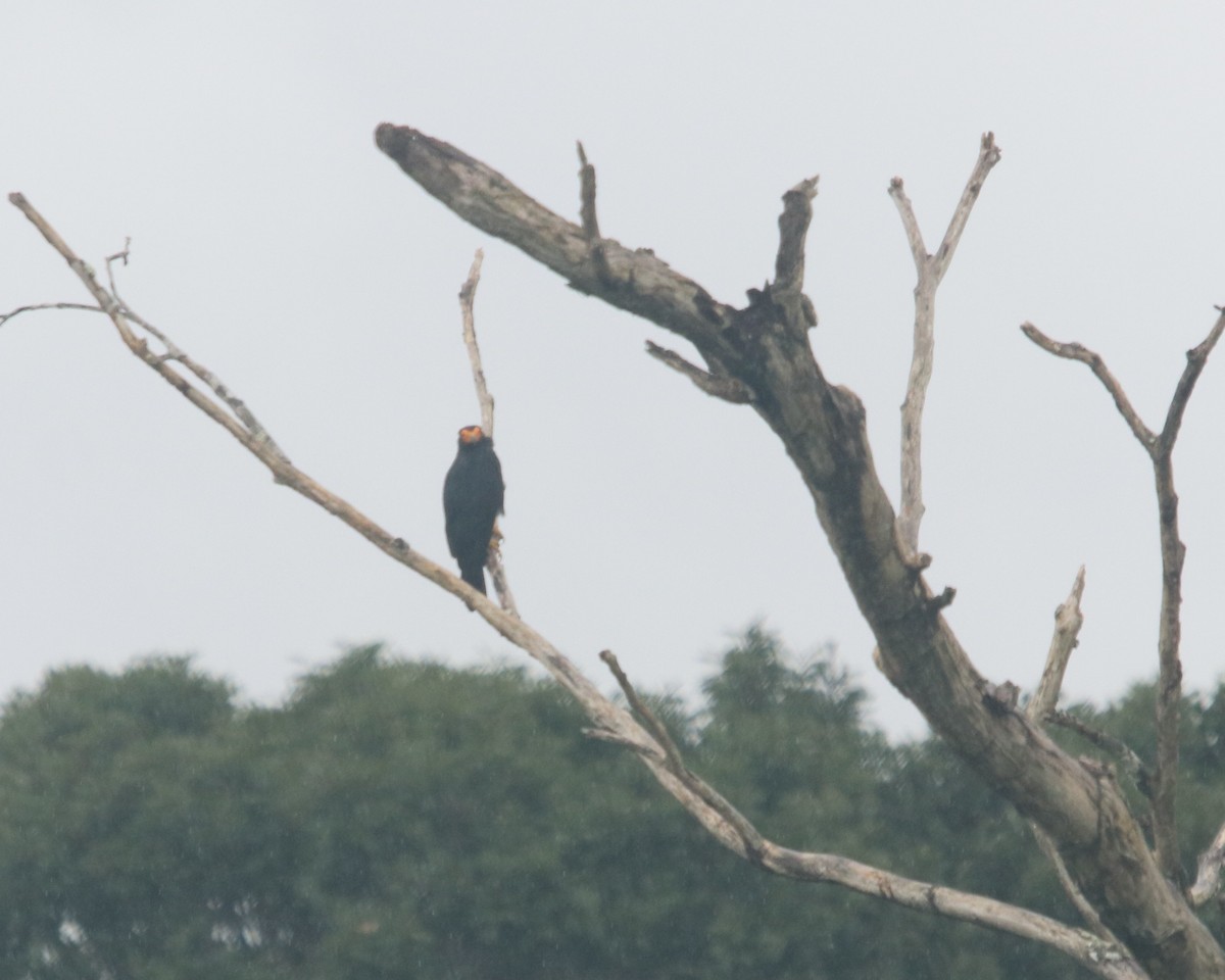 Black Caracara - ML611335883