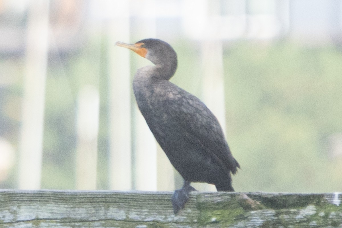 Double-crested Cormorant - ML611335892