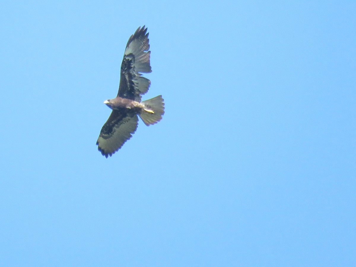 White-tailed Hawk - ML611335971