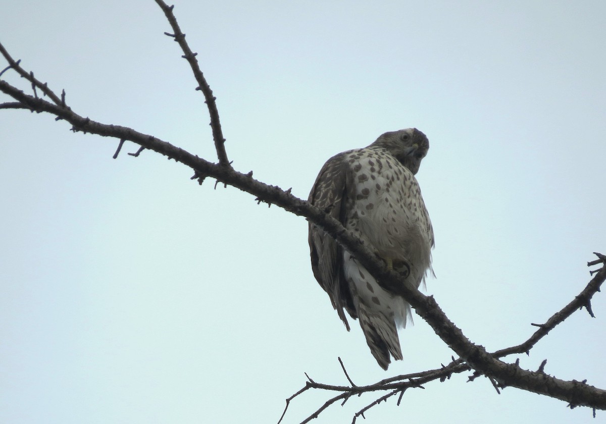 American Goshawk - ML611335995