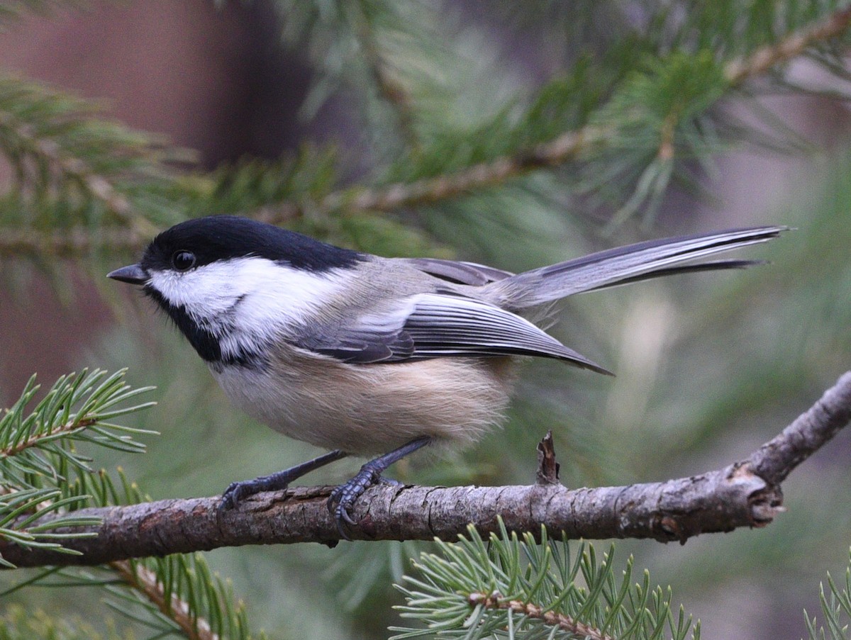 Black-capped Chickadee - Wendy Hill
