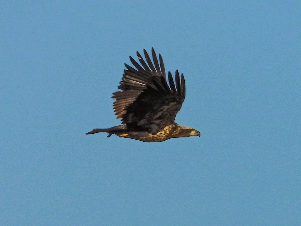 Bald Eagle - ML611336129