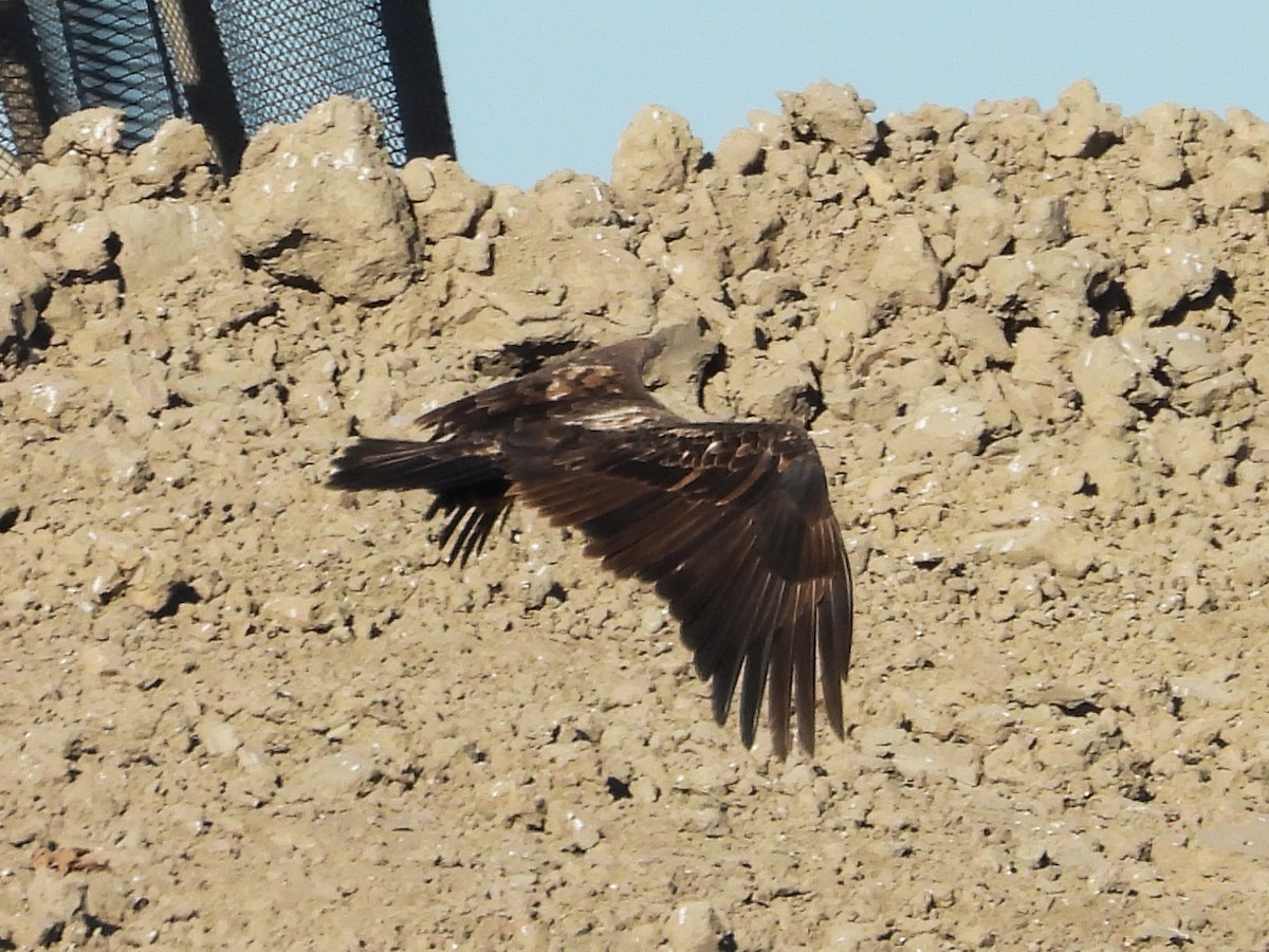 Weißkopf-Seeadler - ML611336131