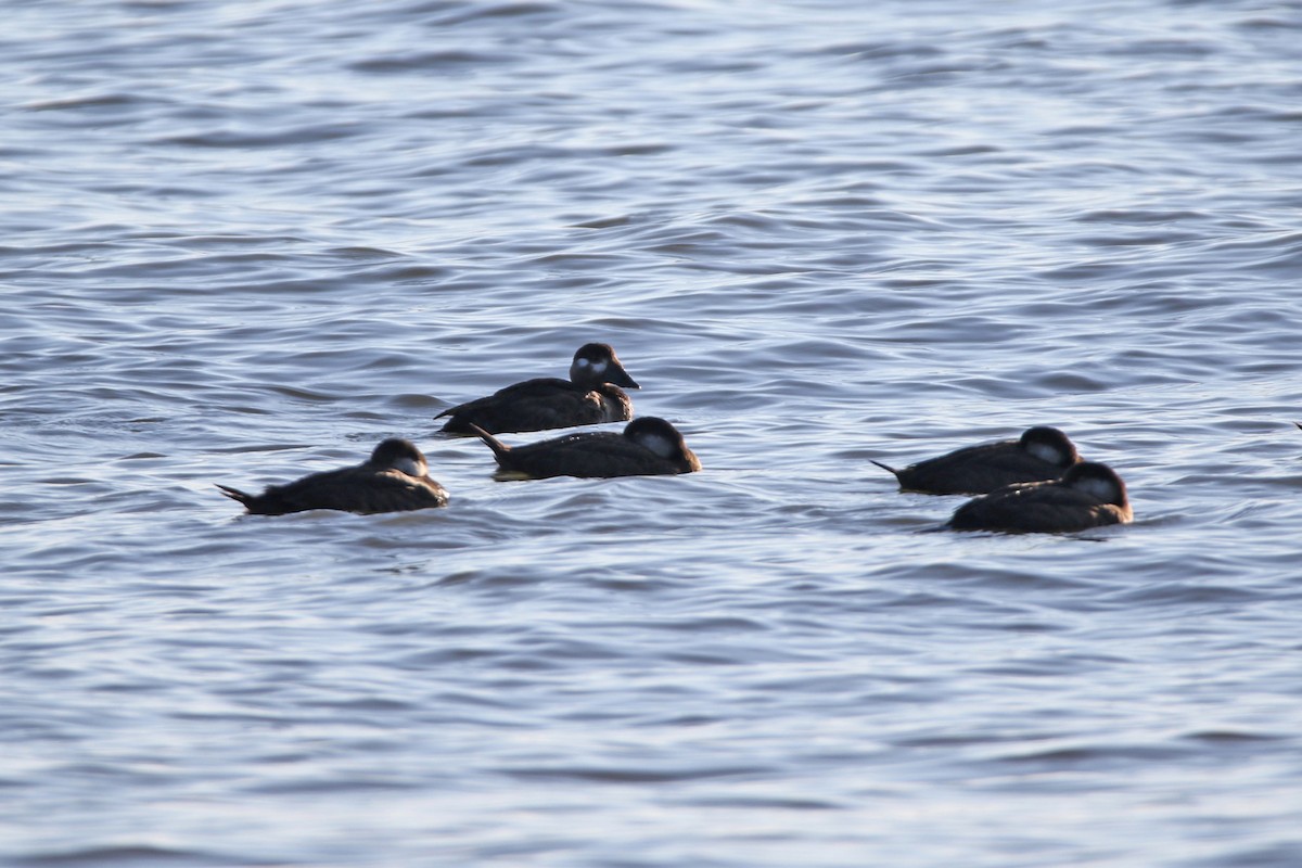 Surf Scoter - Voicu Colceriu