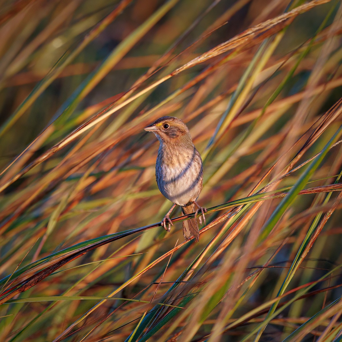 Nelson's Sparrow - ML611336249