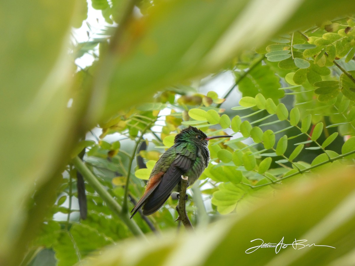 Rufous-tailed Hummingbird - ML611336287