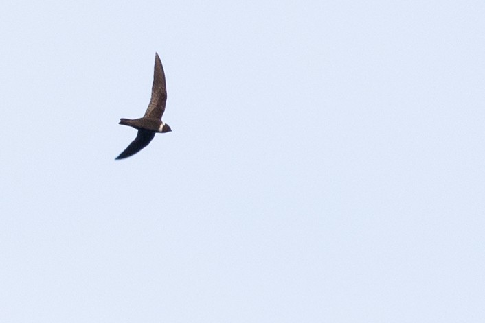 White-collared Swift - ML611336332