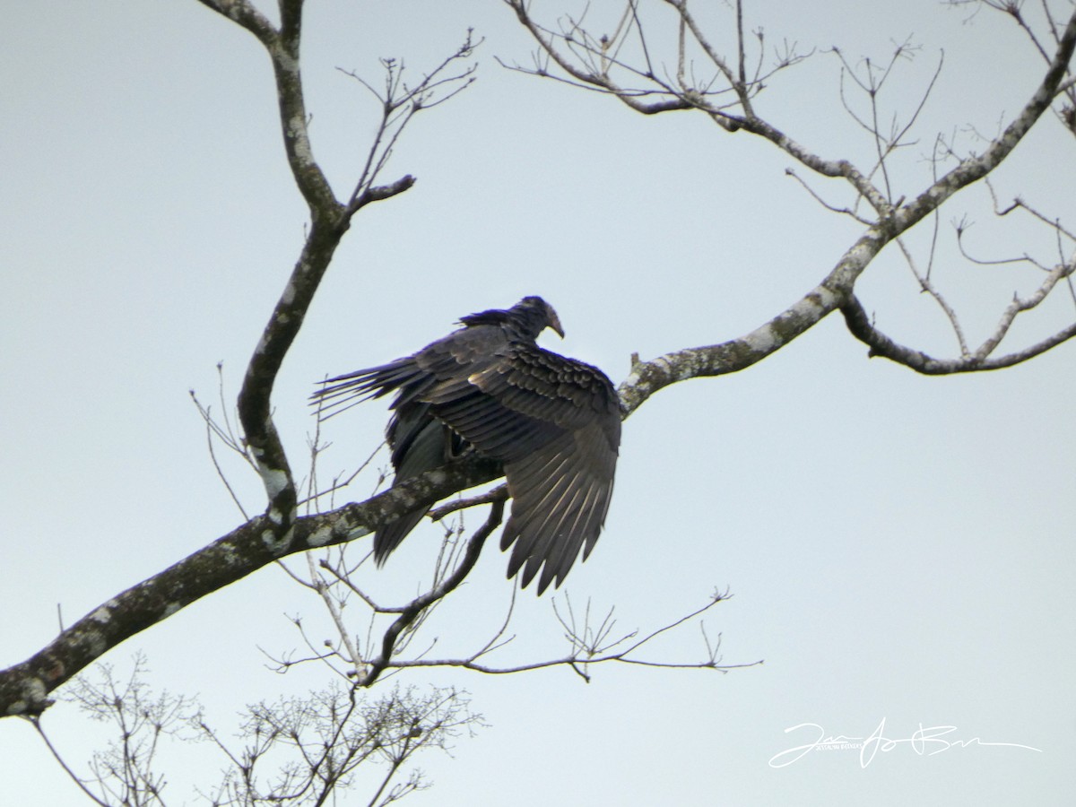 Turkey Vulture - ML611336342