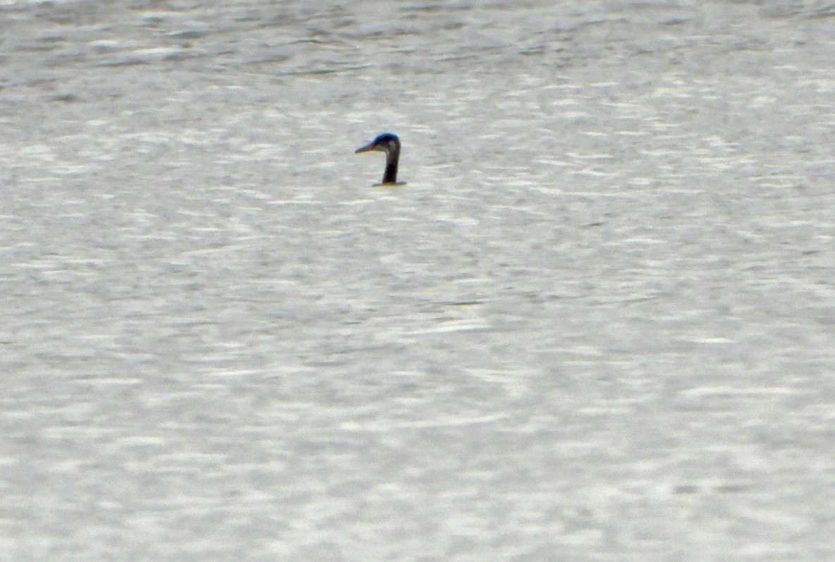 Red-necked Grebe - ML611336393