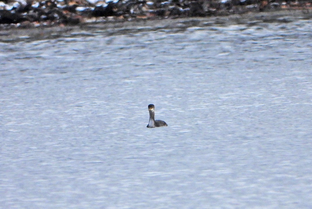 Red-necked Grebe - ML611336394