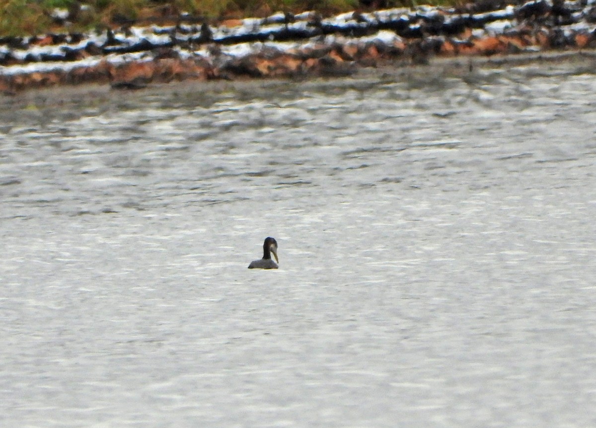 Red-necked Grebe - ML611336395