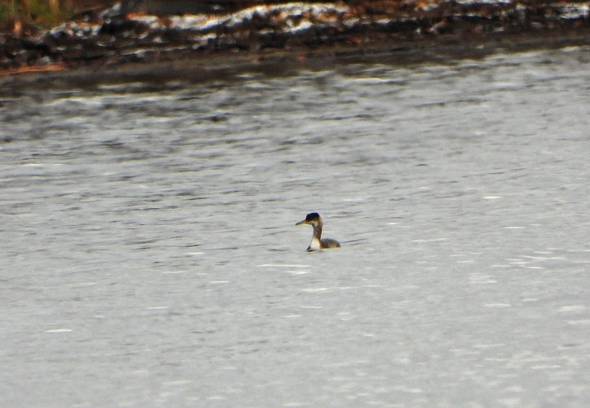 Red-necked Grebe - ML611336396