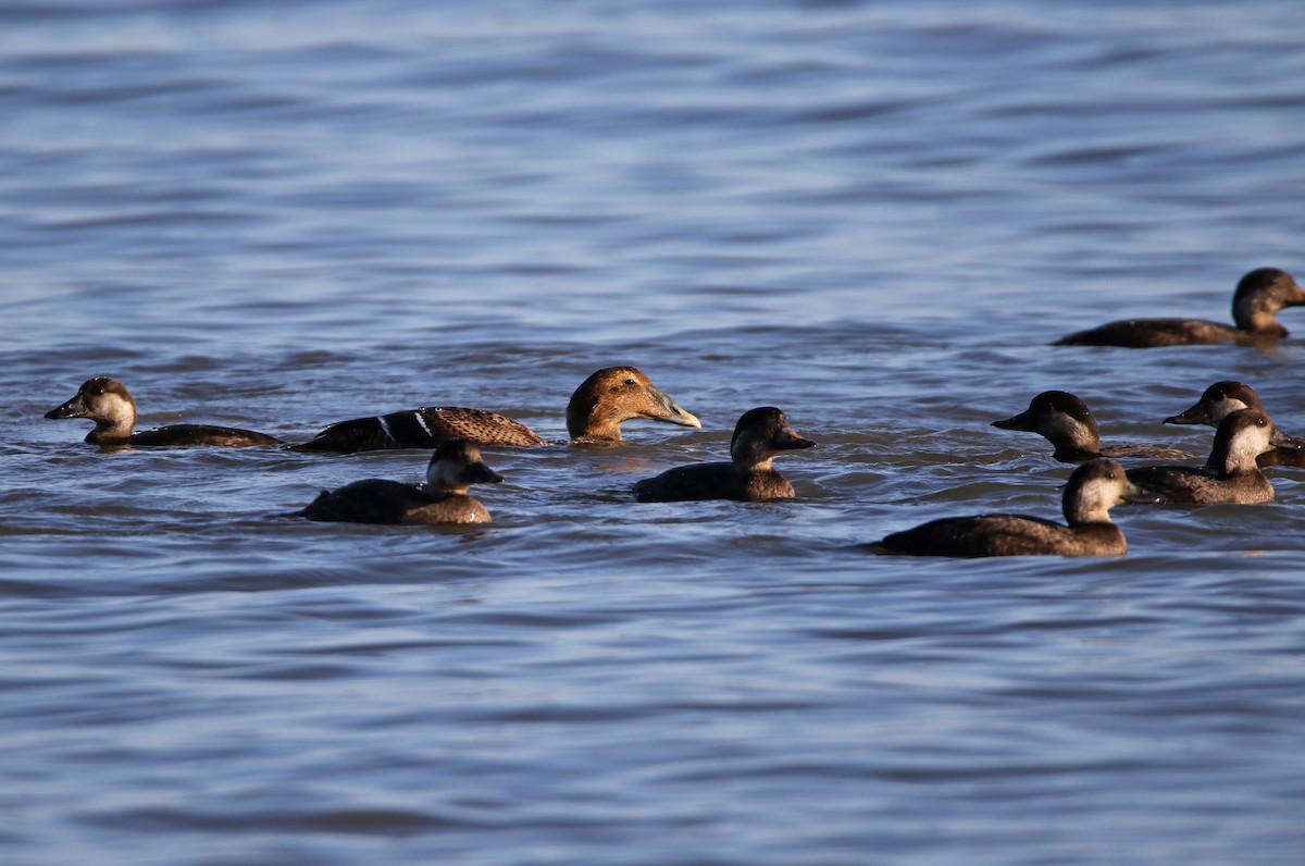 Common Eider - ML611336424