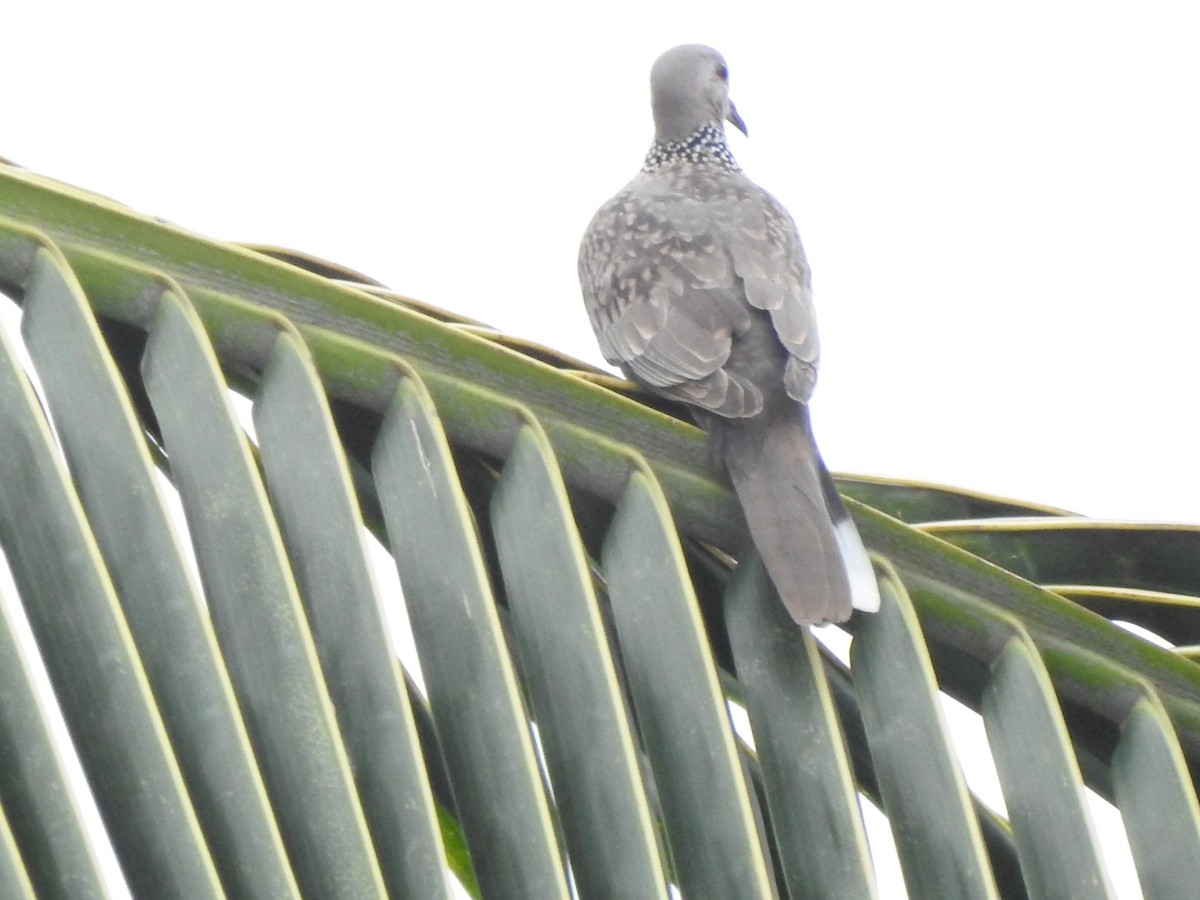 Spotted Dove - ML611336457