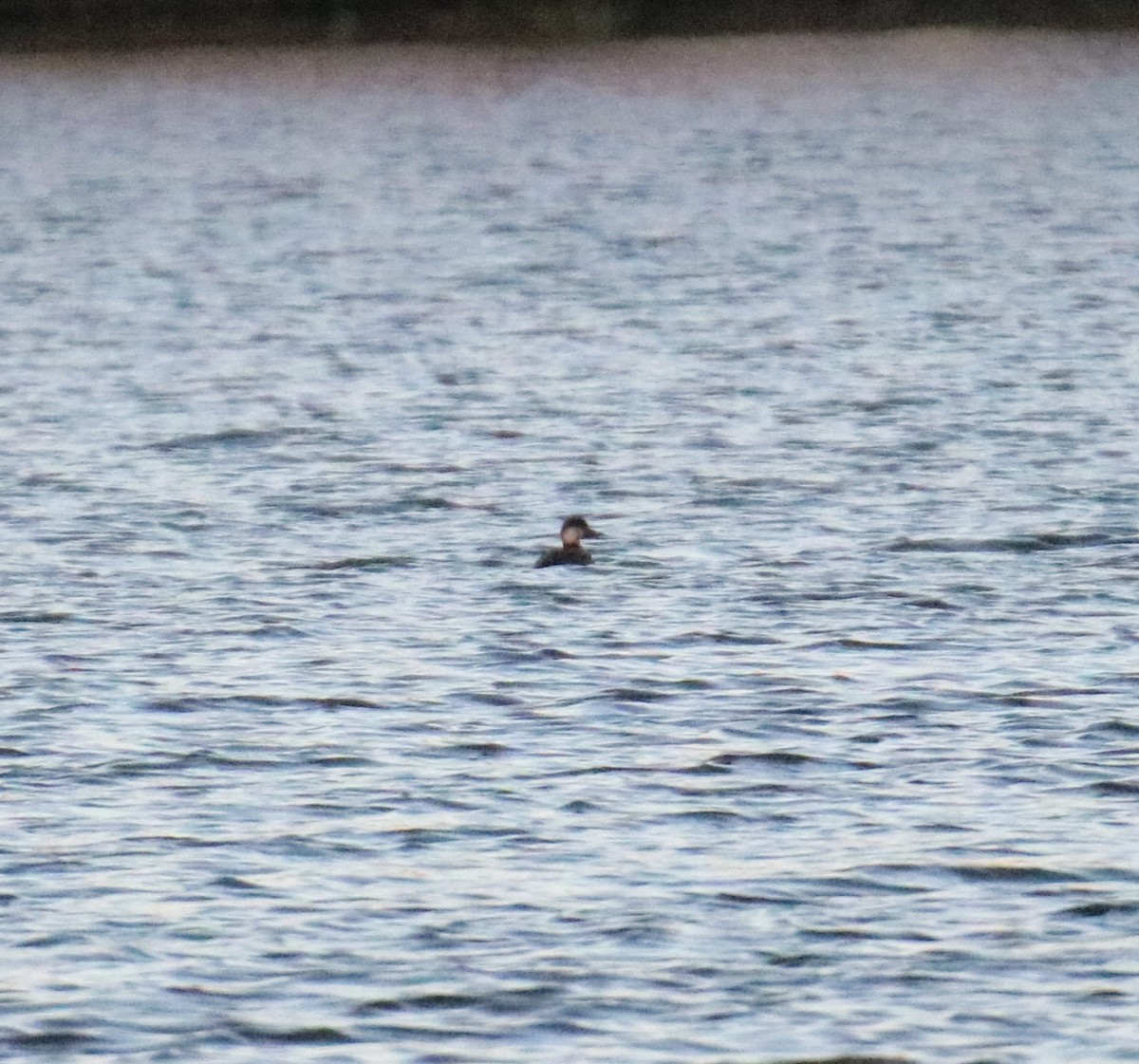 Black Scoter - Zachary Frieben