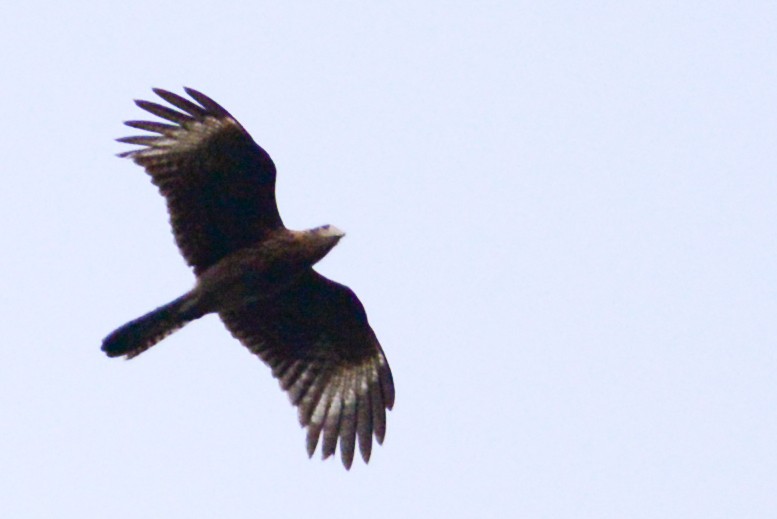 Yellow-headed Caracara - ML611336482