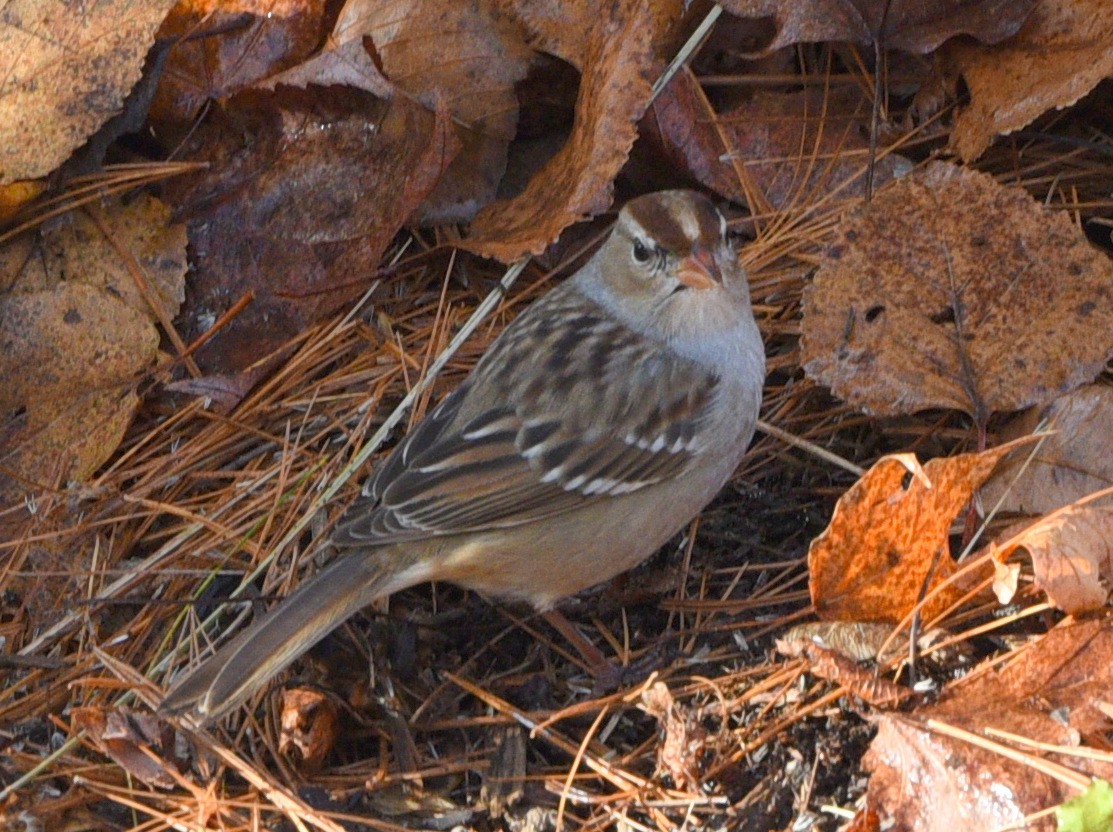 White-crowned Sparrow - Wendy Hill