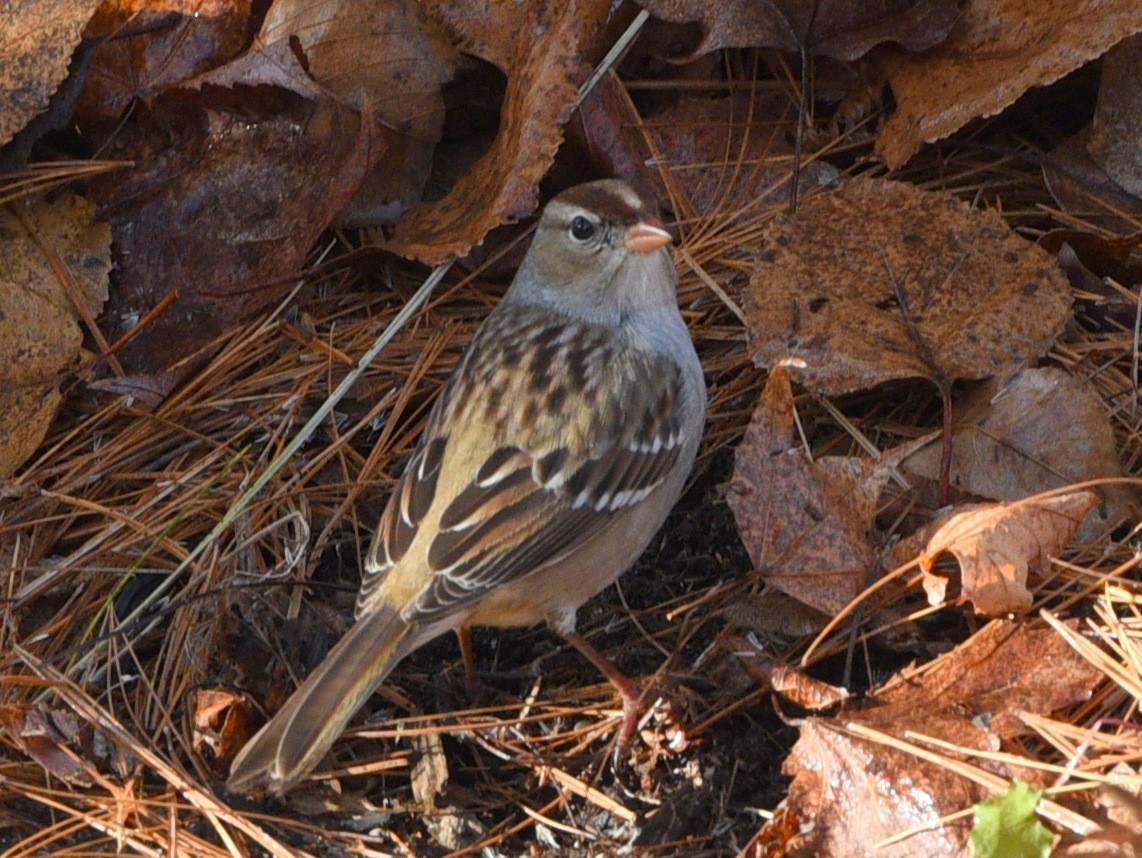 White-crowned Sparrow - ML611336509