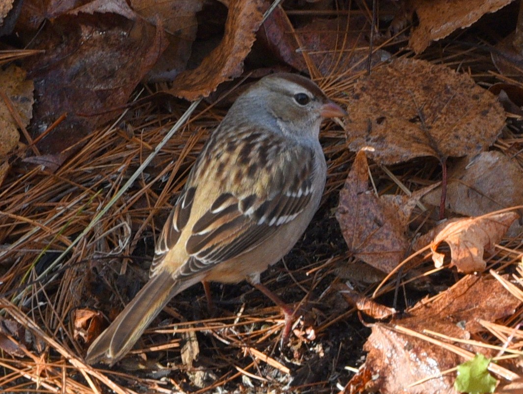 White-crowned Sparrow - ML611336511