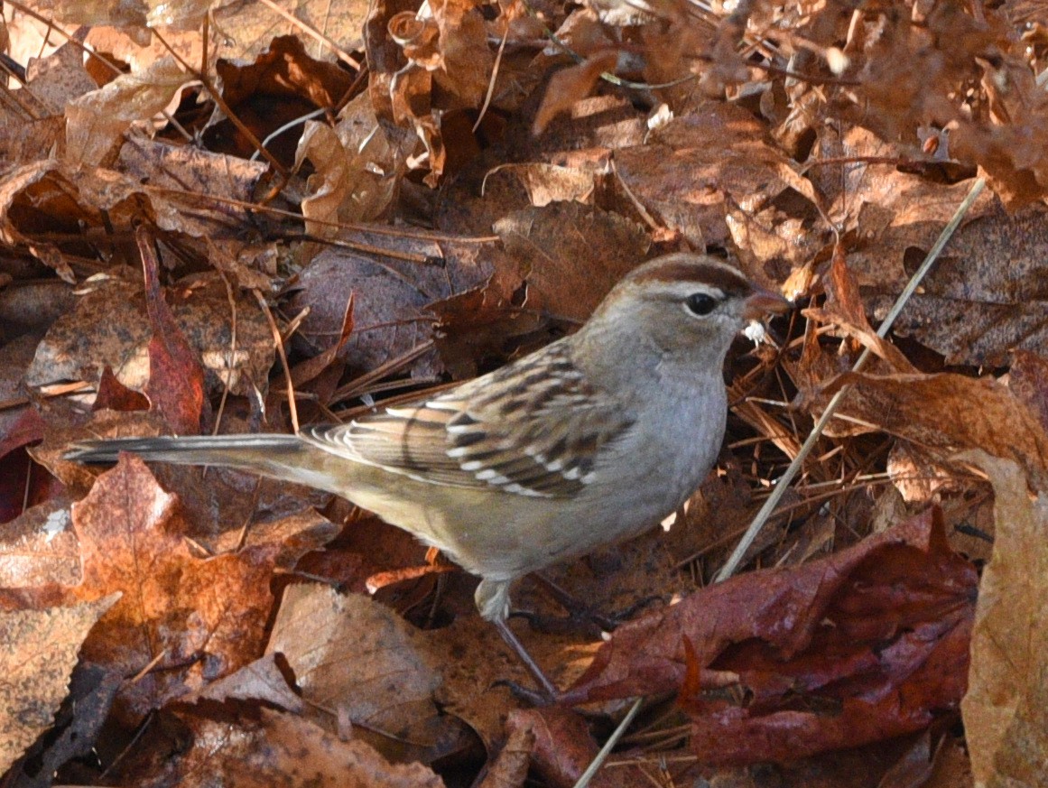 White-crowned Sparrow - ML611336512
