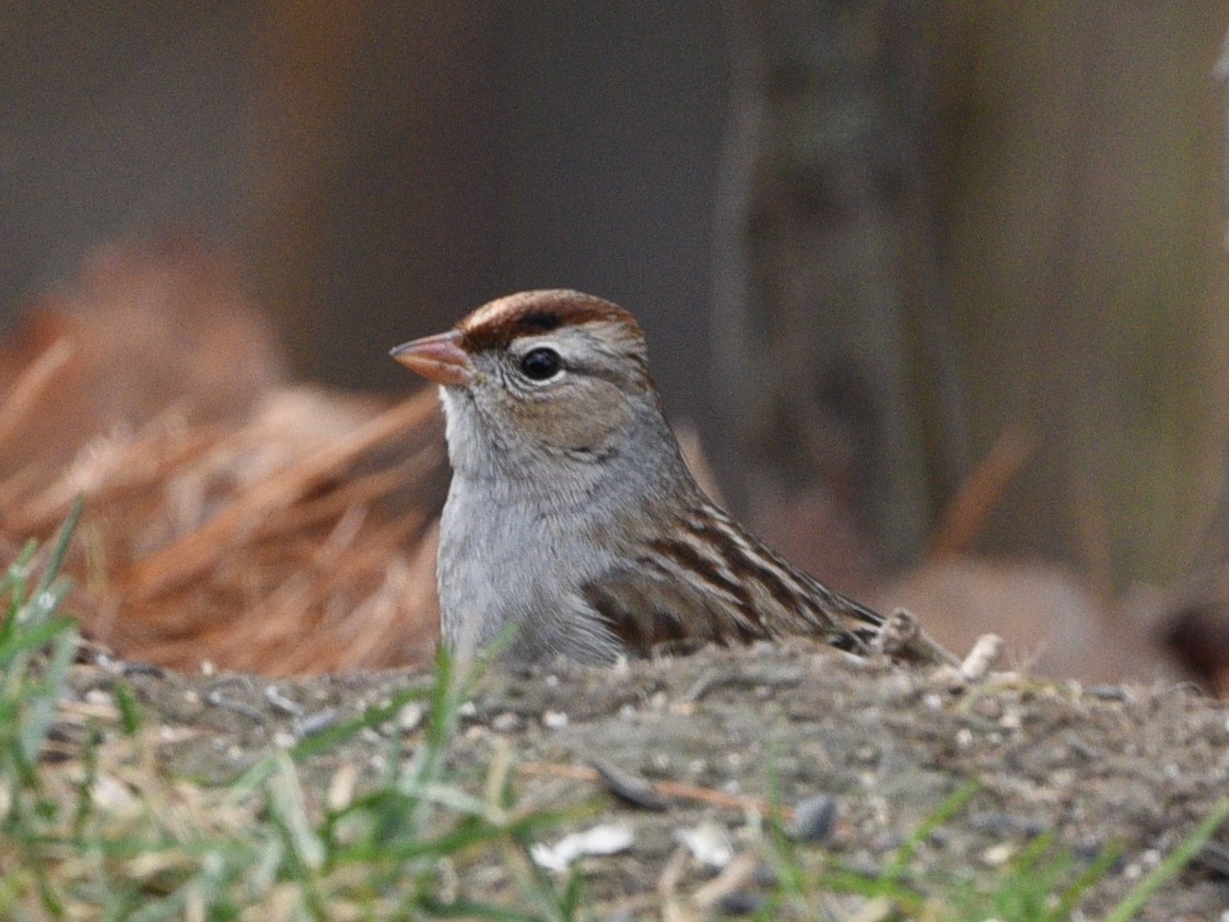 White-crowned Sparrow - ML611336571