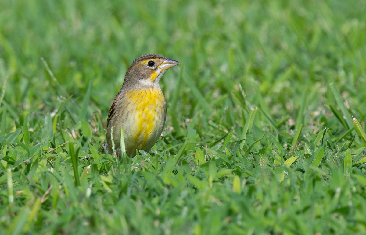 Dickcissel - ML611336624