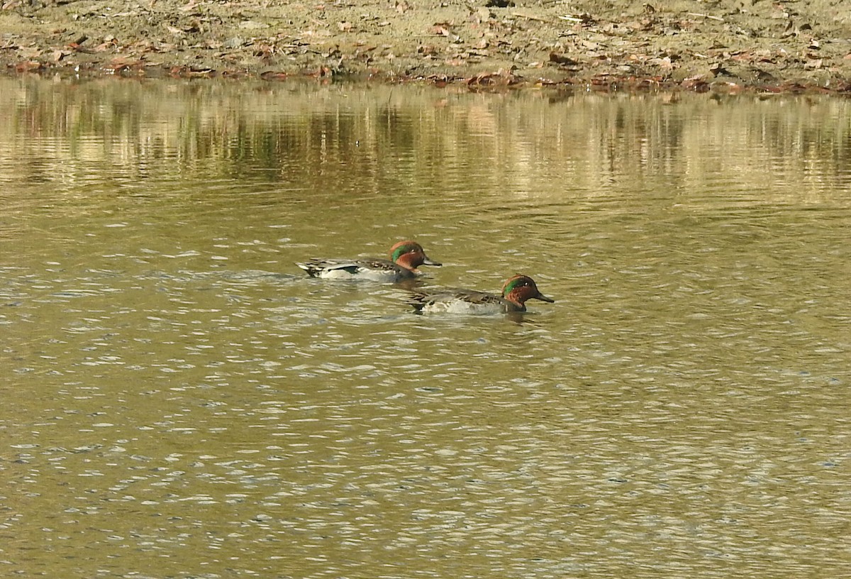 Green-winged Teal - ML611336696