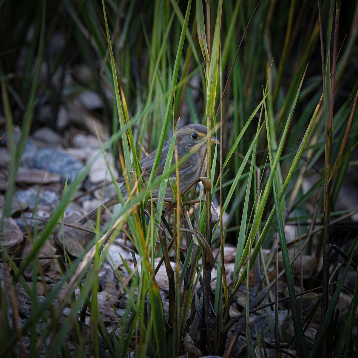 Seaside Sparrow - ML611336778
