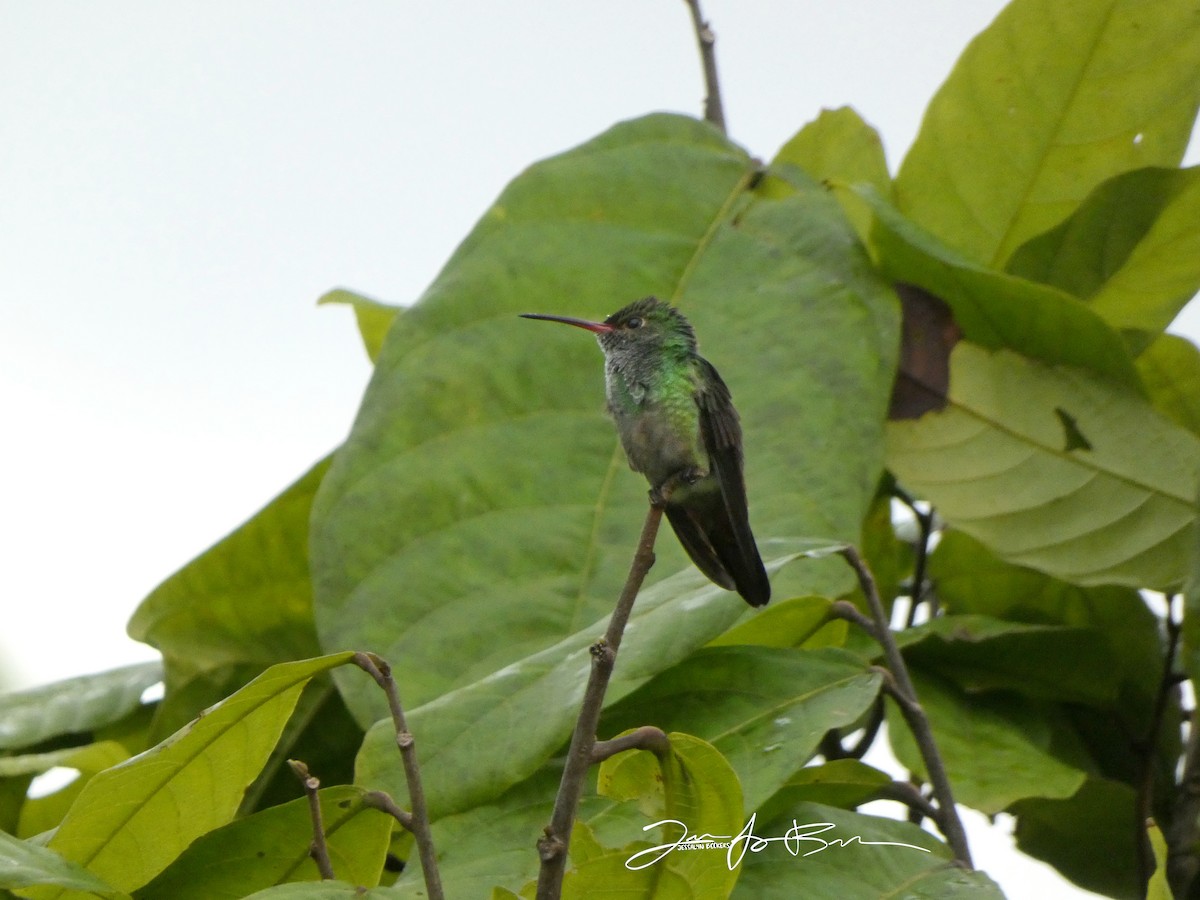 Rufous-tailed Hummingbird - ML611336779