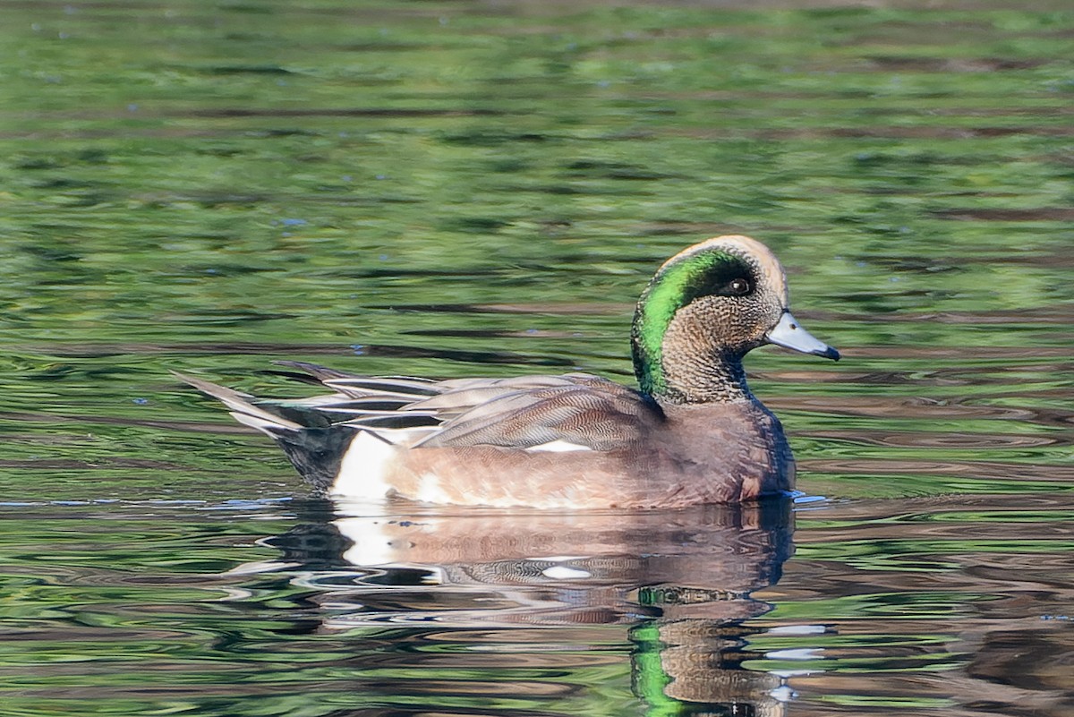 American Wigeon - ML611336791