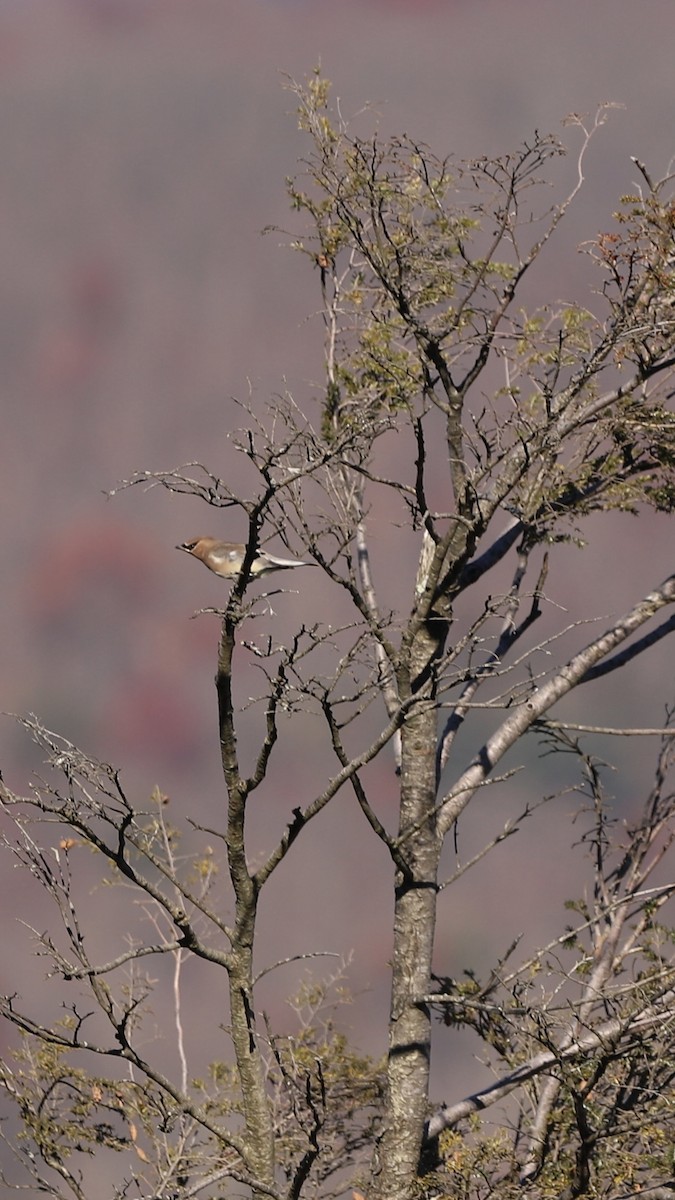 Cedar Waxwing - ML611336797