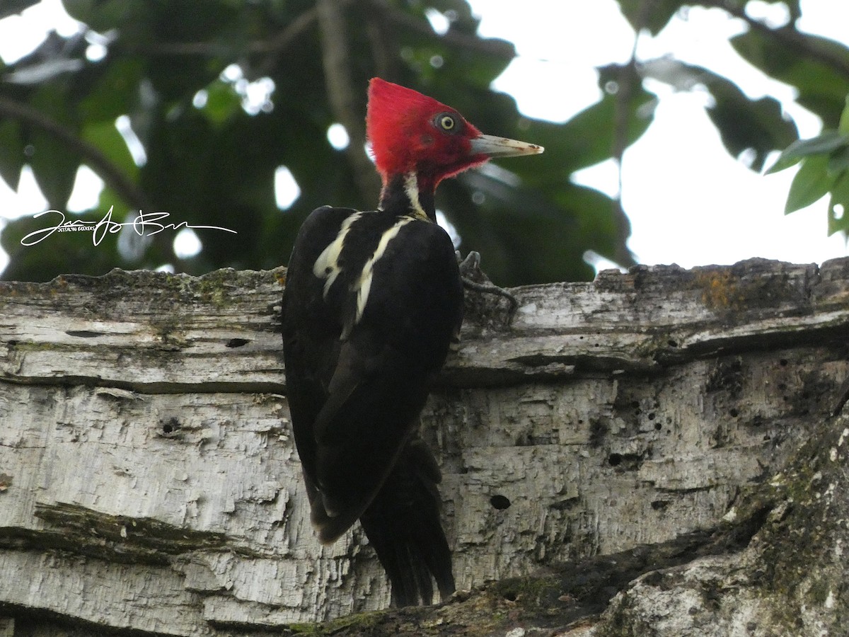 Pale-billed Woodpecker - ML611336832