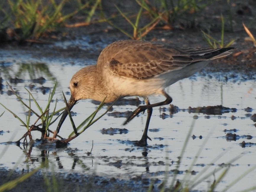 jespák obecný - ML611336887