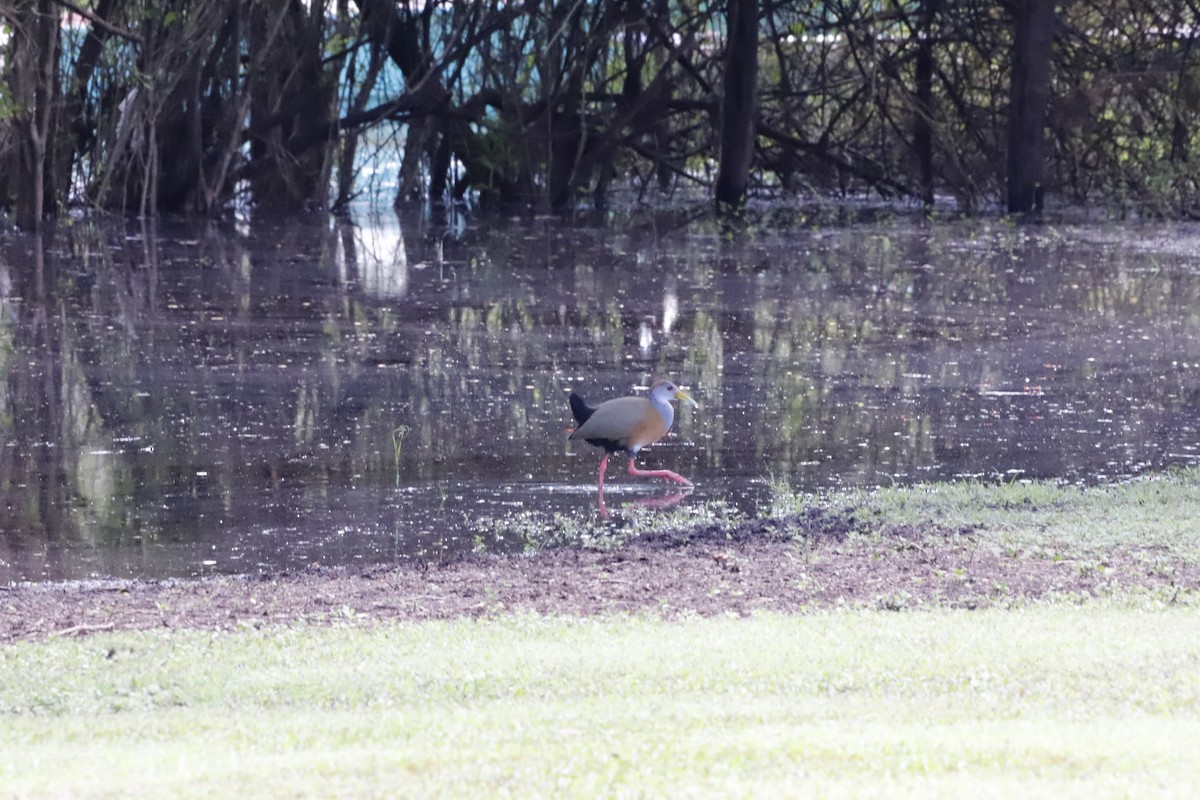 Russet-naped Wood-Rail - ML611336911