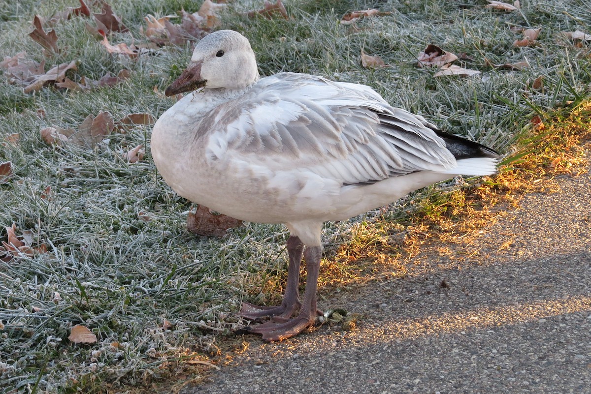 Snow Goose - ML611336971