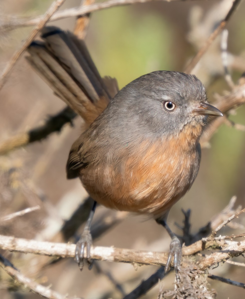 Wrentit - ML611336973