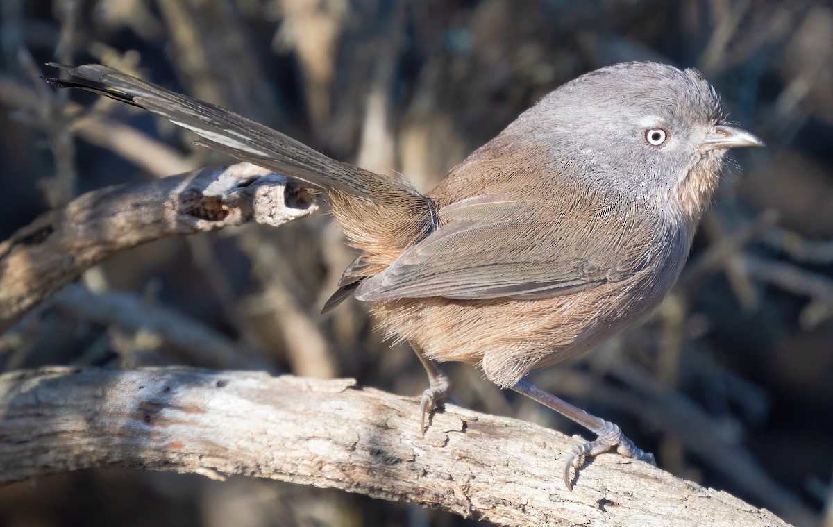 Wrentit - ML611336975