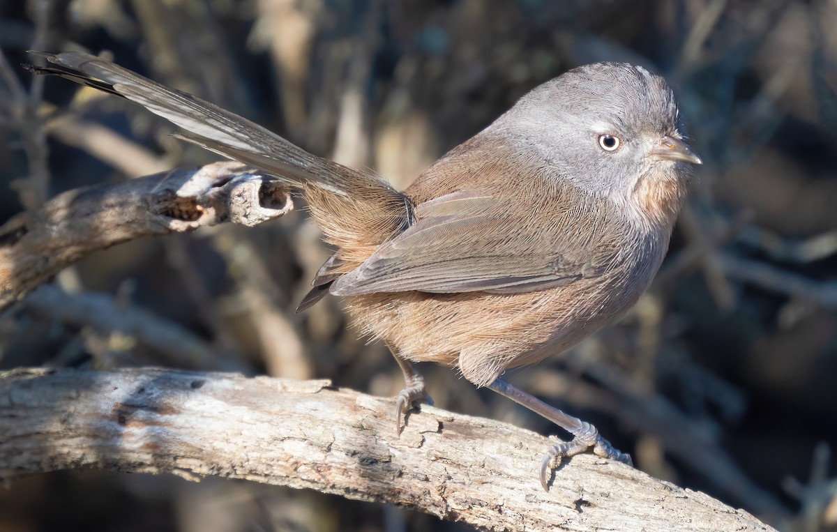 Wrentit - ML611336976