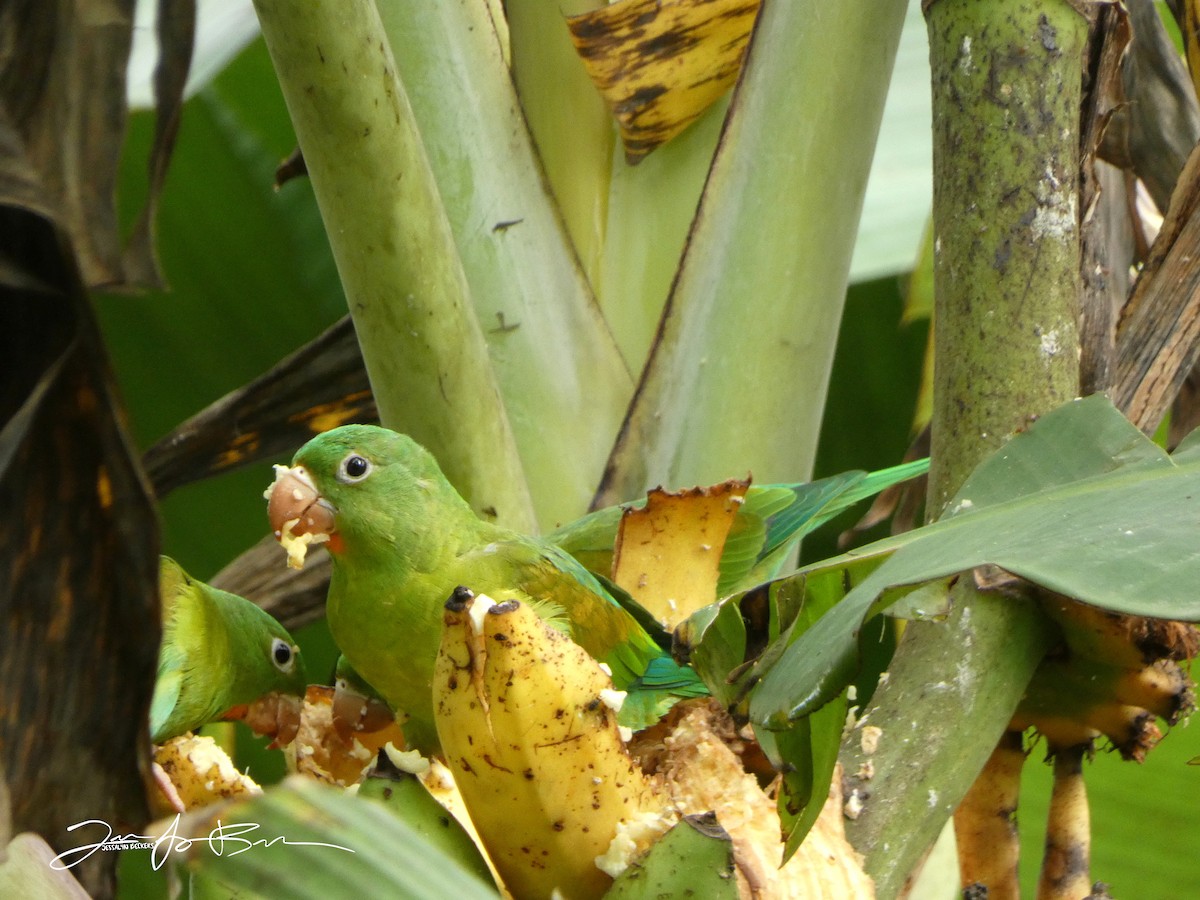 Orange-chinned Parakeet - ML611337011