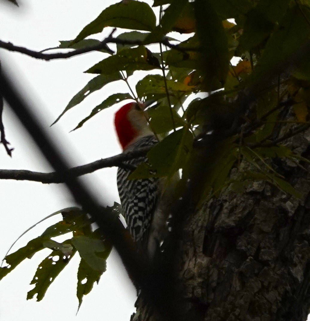 Red-bellied Woodpecker - ML611337014